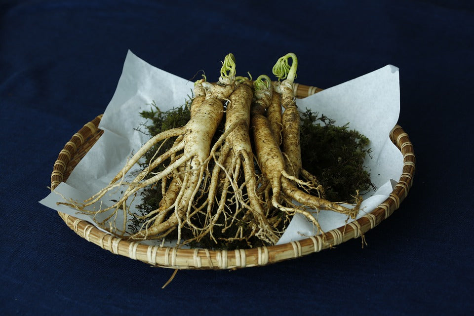 Red Panax Ginseng, known as the âKing of Herbsâ, has been used for centuries for its many incredible benefits.