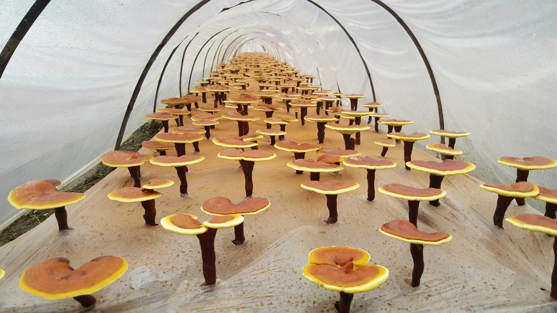 DI-TAO Place of Reishi Mushrooms, our own reishi farm in Jinzhai County, Anhui Province, China