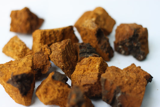 Brew A Cup of Chaga Tea for Your Immune Health