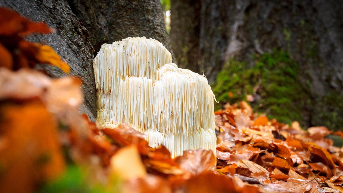 Lion's Mane Mushroom: A Powerful Medicinal Fungus