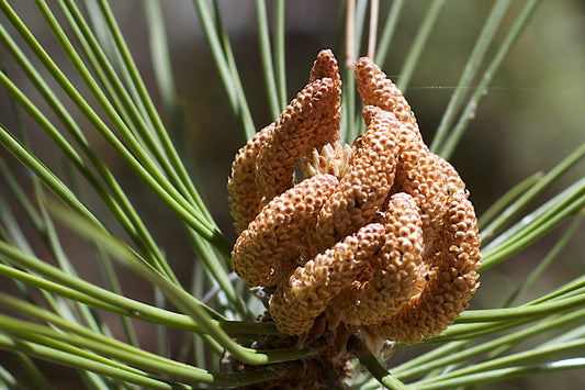 King of the Herbs, you should know the health benefits of pine pollen powder